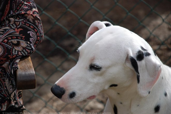 Photo de Dalmatien