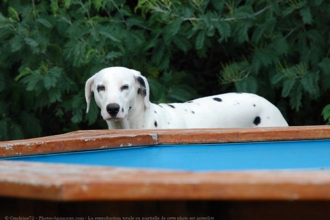 Photo de Dalmatien