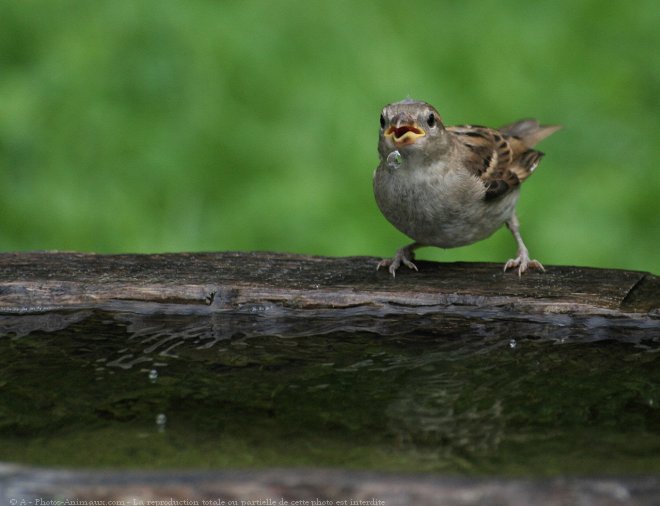 Photo de Moineau