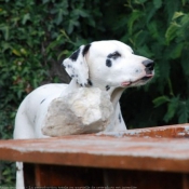 Photo de Dalmatien