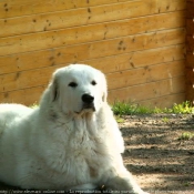 Photo de Chien de montagne des pyrnes