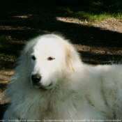 Photo de Chien de montagne des pyrnes