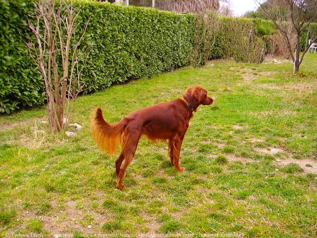 Photo de Setter irlandais rouge