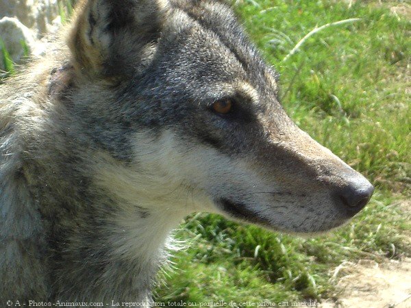 Photo de Loup