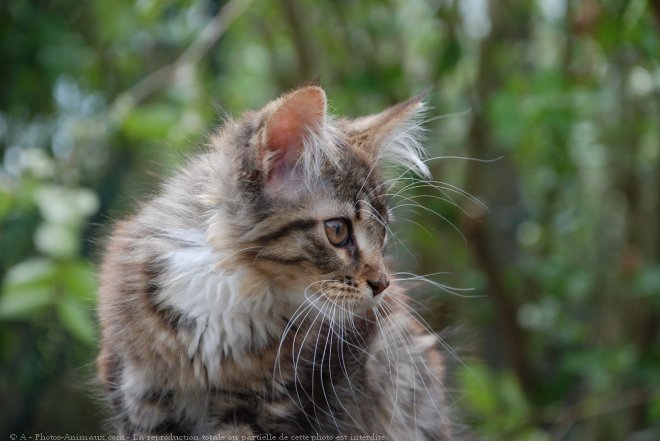 Photo de Maine coon