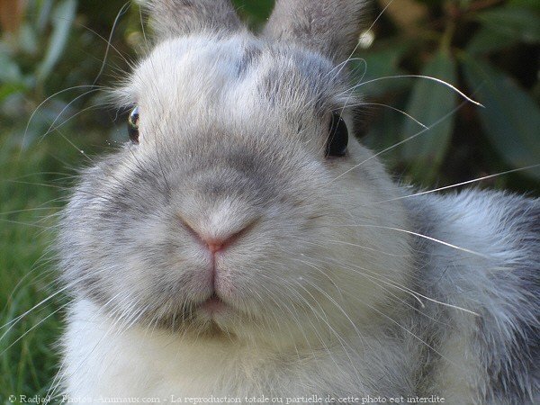 Photo de Lapin