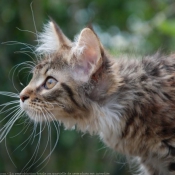 Photo de Maine coon