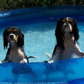 Photo de Cavalier king charles spaniel