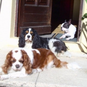 Photo de Cavalier king charles spaniel