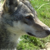 Photo de Loup