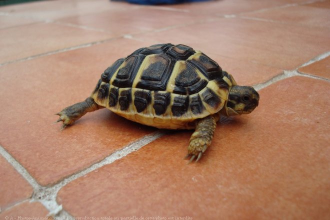 Photo de Tortue