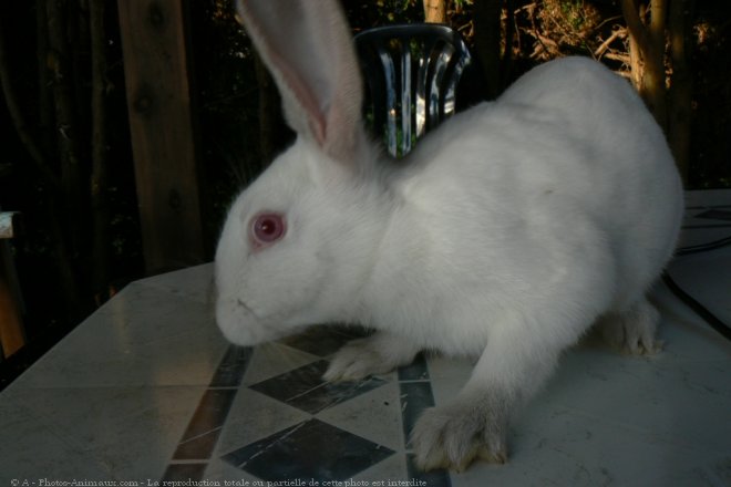 Photo de Lapin