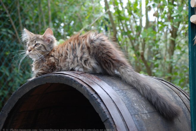 Photo de Maine coon