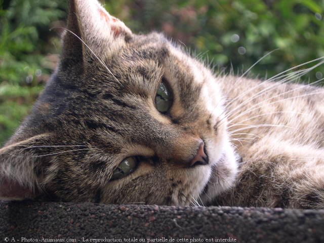 Photo de Chat domestique