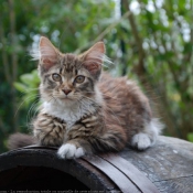 Photo de Maine coon