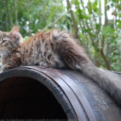 Photo de Maine coon