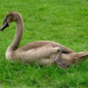 Photo de Cygne