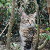 Photo de Maine coon