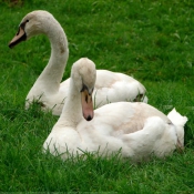 Photo de Cygne