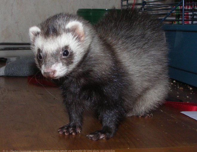 Photo de Furet