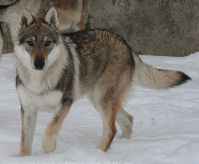 Photo de Chien loup tchcoslovaque