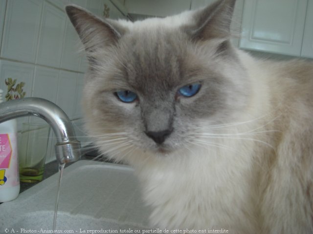 Photo de Ragdoll