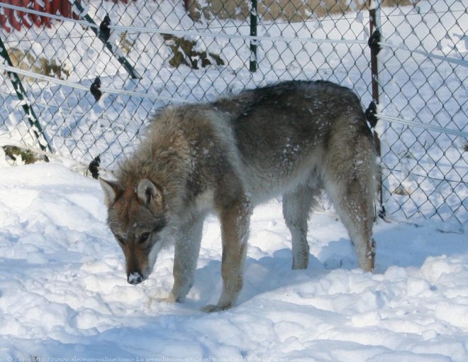 Photo de Chien loup tchcoslovaque