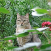 Photo de Chat domestique