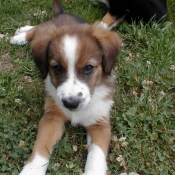 Photo de Border collie