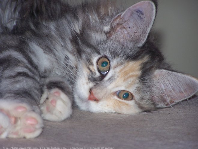 Photo de Maine coon