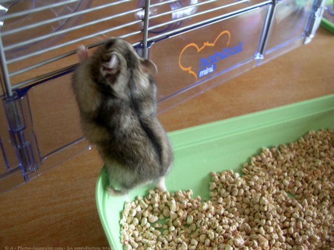 Photo de Hamster