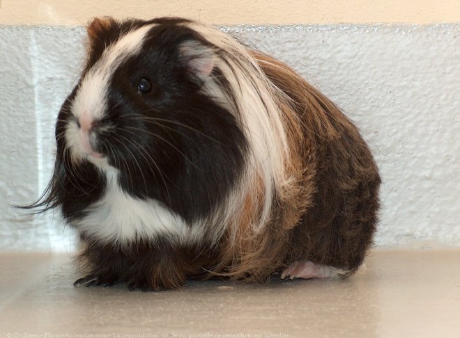 Photo de Cochon d'inde - shelty