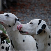 Photo de Dalmatien