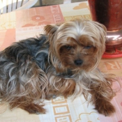 Photo de Yorkshire terrier