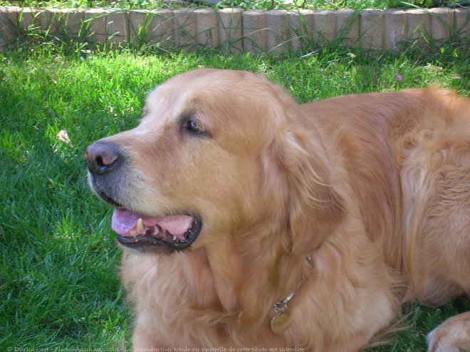 Photo de Golden retriever