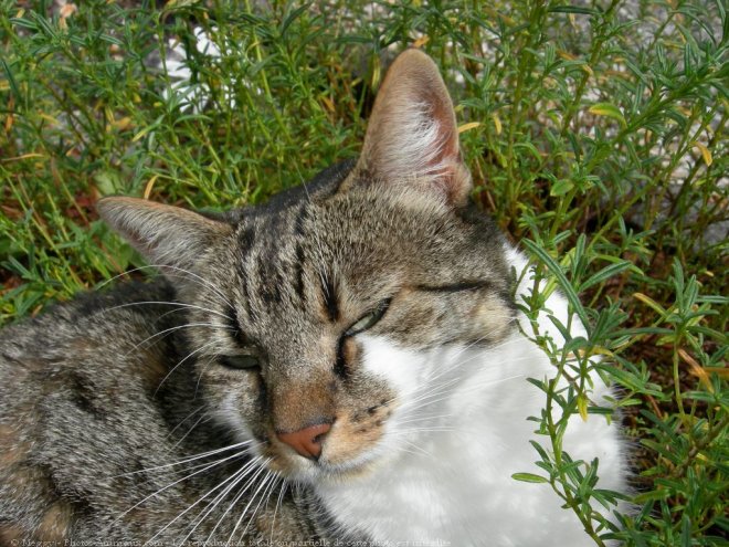 Photo de Chat domestique