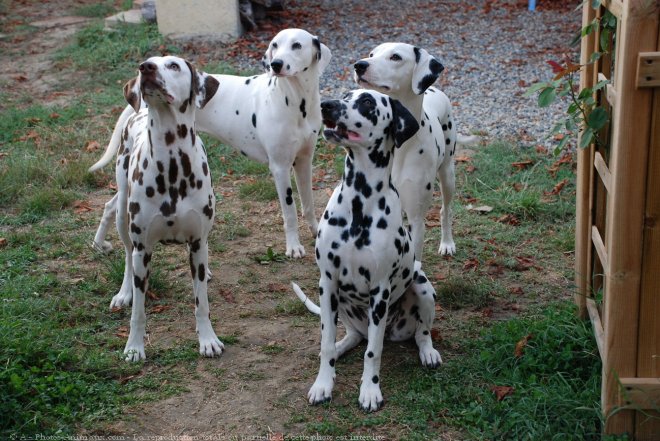 Photo de Dalmatien