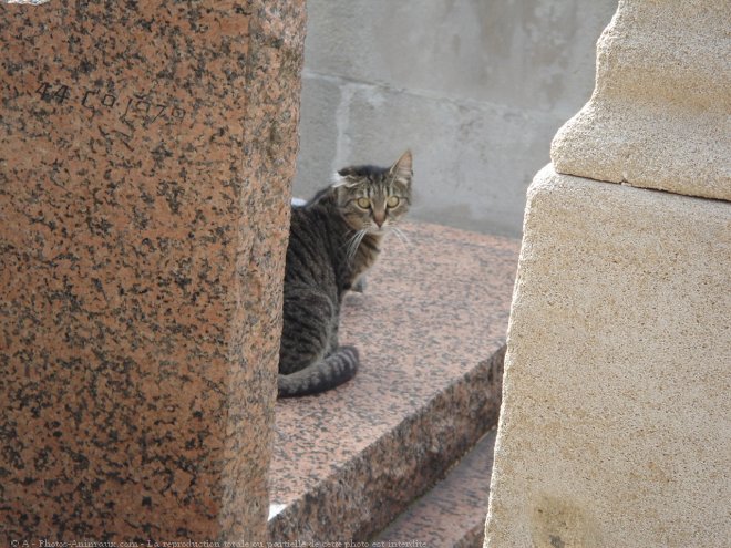 Photo de Chat domestique