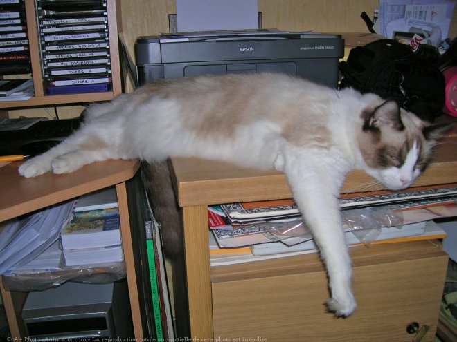 Photo de Ragdoll