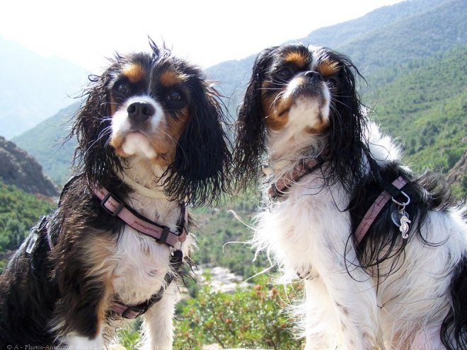 Photo de Cavalier king charles spaniel