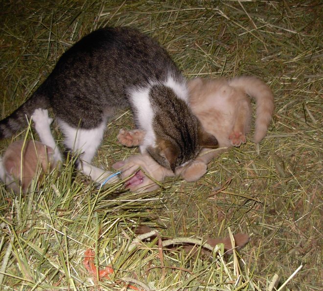 Photo de Chat domestique