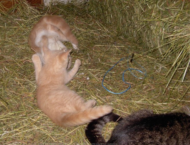 Photo de Chat domestique