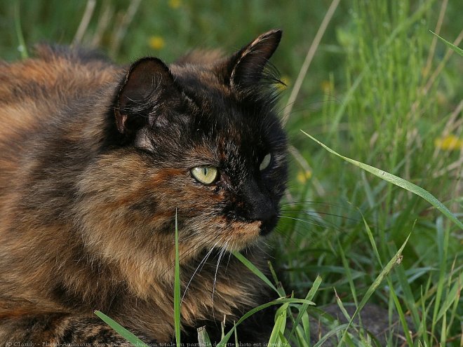 Photo de Chat domestique