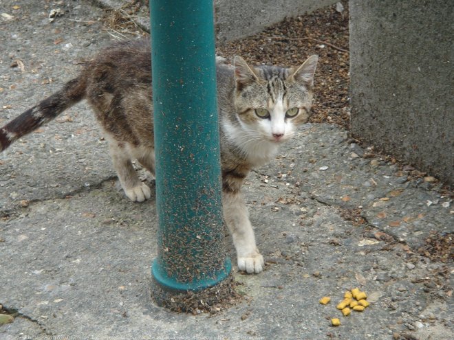 Photo de Chat domestique