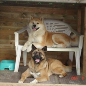 Photo d'Akita inu