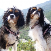 Photo de Cavalier king charles spaniel