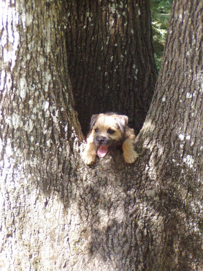 Photo de Border terrier