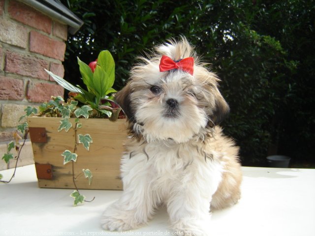 Photo de Shih tzu