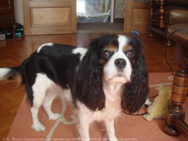 Photo de Cavalier king charles spaniel