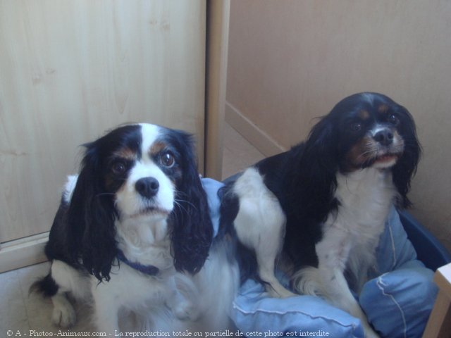 Photo de Cavalier king charles spaniel